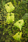 Square Leaves